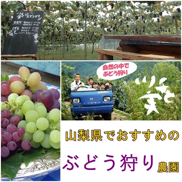 山梨県のぶどう狩りスポット5選|収穫時期・おすすめのぶどう農園は?