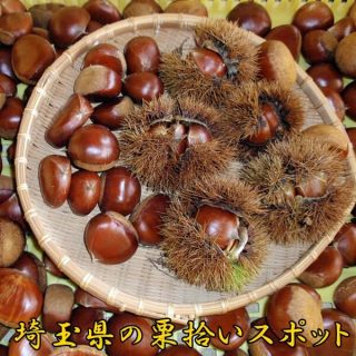 栗拾いは埼玉県が人気｜埼玉でおすすめの栗拾いスポット2024を紹介！