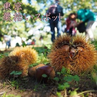 栗拾いは東京都が人気|東京でおすすめの栗拾いスポットを紹介!