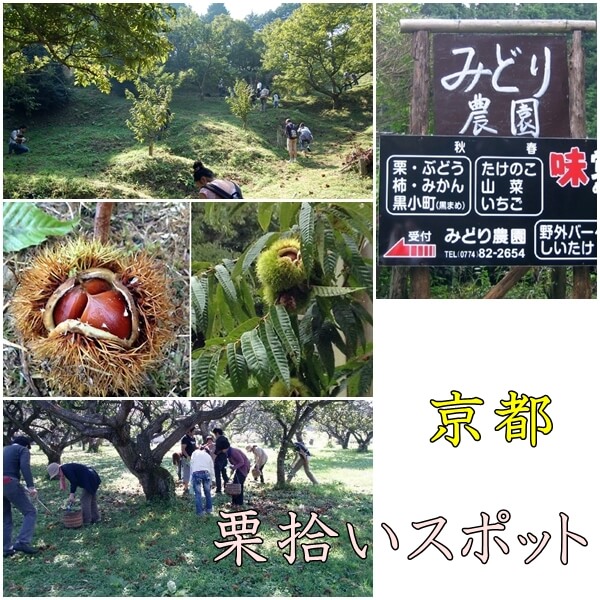 京都府の栗拾いスポット|おすすめの農園は?丹波栗が人気!