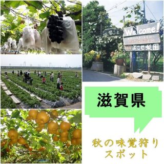 滋賀県の秋の味覚狩りスポット| ぶどう狩り・梨狩り・さつまいも掘り・栗拾い!