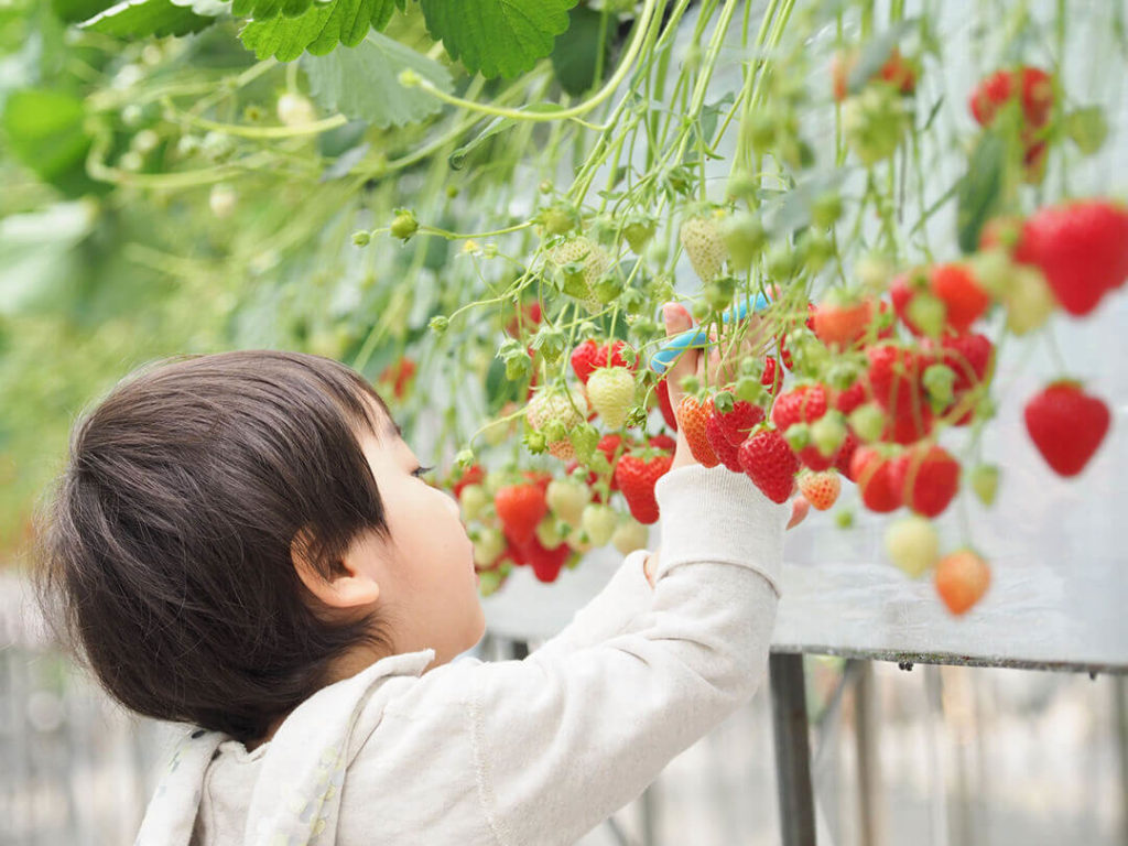 いちご狩り(和歌山)スポット6選|おすすめの農園!予約は?時間無制限?