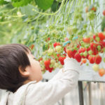 いちご狩り(和歌山)スポット6選|おすすめの農園!予約は?時間無制限?