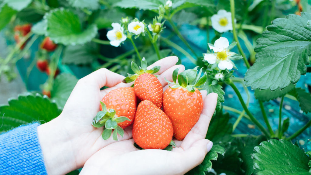 いちご狩り(大阪府)人気の農園8選|予約なし?穴場スポットは?